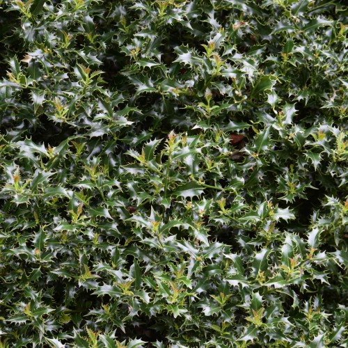 English Holly 20/30cm P9 Pot Grown (Ilex Aquifolium) | ScotPlants Direct